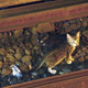 Illustration for article titled Subway Shuts Down After Adorable Kittens Get Loose on Tracks